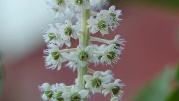 Phytolacca americana. White inflorescence swaying in the wind. — Stock Video