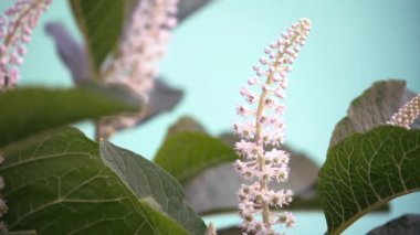 Phytolacca americana. Rüzgarda sallanan beyaz çiçeklenme.