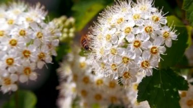 Bahar beyaz bir çiçeklenme üzerinde arı polen toplar. Baharda Crataegus monogyna uygulandı. Beyaz çiçeklenme rüzgarda sallanıyor. Çiçekli periud alıç çiçekler.