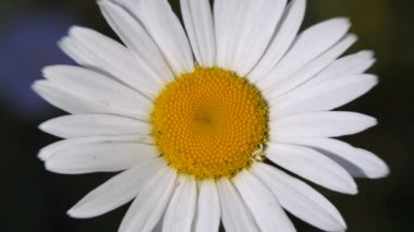 Beyaz papatya çiçeği rüzgarda sallar. İzole papatya çiçek bahçe closeup.