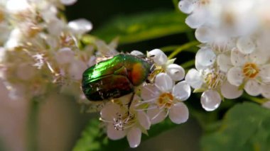 İlkbaharda beyaz çiçeklenme de Böcek. Bronzovka altın veya Haziran böceği çiçek boyunca sürünür ve nektar toplar. Baharda crataegus monogyna. Beyaz çiçeklenmeler rüzgarda sallar. Çiçekli periud alıç çiçekleri.