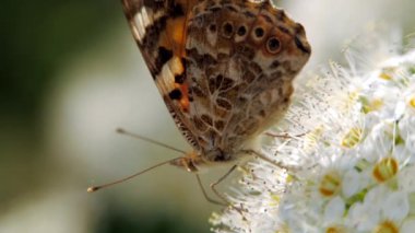 Baharda beyaz çiçeklenme üzerinde kelebek. Pestrokrylnitsa uçucu veya Pestrokrylnitsa Levan, bir çiçek toplama nektar üzerinde Araschnia levana. Baharda Crataegus monogyna uygulandı. Beyaz çiçeklenme rüzgarda sallanıyor. Çiçeklenme alıç çiçekler 