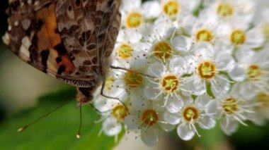 Baharda beyaz çiçeklenme üzerinde kelebek. Pestrokrylnitsa uçucu veya Pestrokrylnitsa Levan, bir çiçek toplama nektar üzerinde Araschnia levana. Baharda Crataegus monogyna uygulandı. Beyaz çiçeklenme rüzgarda sallanıyor. Çiçeklenme alıç çiçekler 