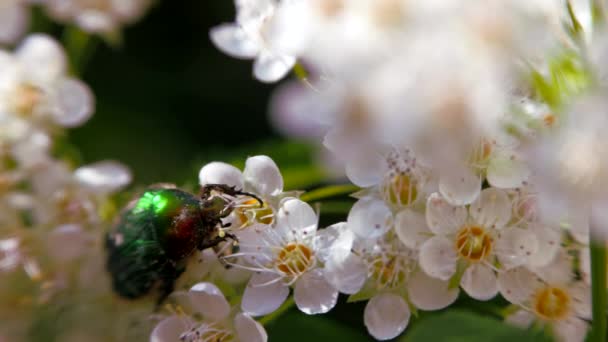 Beetle Białym Kwiatostan Wiosną Bronzovka Złoty Lub Czerwiec Chrząszcz Przeszukuje — Wideo stockowe
