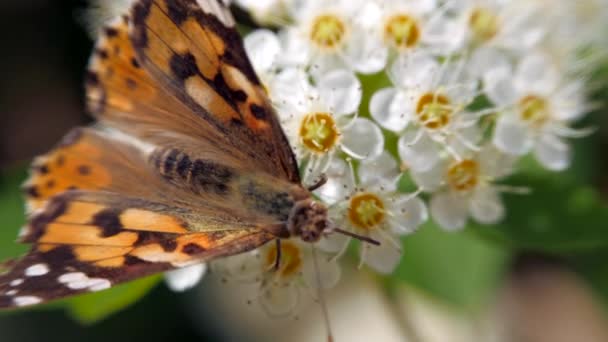 Baharda Beyaz Çiçeklenme Üzerinde Kelebek Pestrokrylnitsa Uçucu Veya Pestrokrylnitsa Levan — Stok video