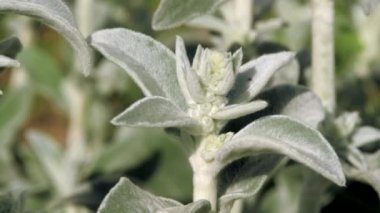 Stachys byzantina, yeşil bahçe bitkisi. Süs bahçesi bitkisi.