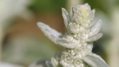Stachys byzantina, yeşil bahçe bitkisi. Süs bahçesi bitkisi.