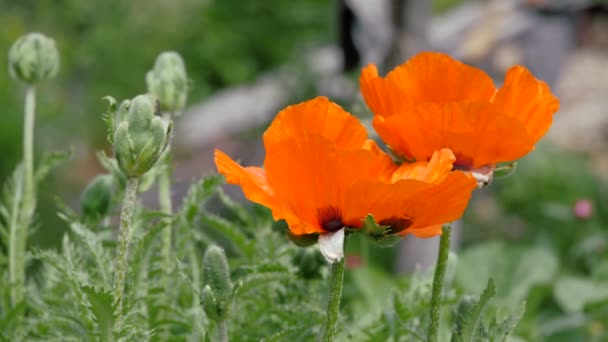 Las Flores Escarlata Balancean Viento Jardín Amapolas Papaver Género Plantas — Vídeo de stock