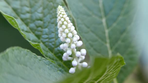 フィトラッカ アメリカーナ風に揺れする白い花序 ラコノスの花クローズアップ — ストック動画