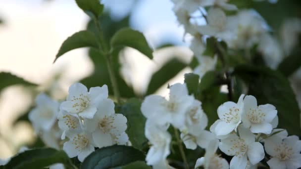 フィラデルファス コロナルン白いジャスミンの花が風に揺れます 緑の長葉の枝に美しい花 — ストック動画