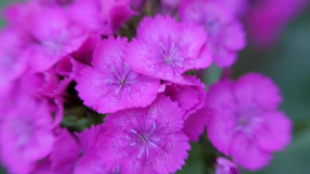 ディアンサス バルバトゥス紫色のカーネーションの花トルコは風に揺れます カーネーションの花クローズアップ — ストック動画