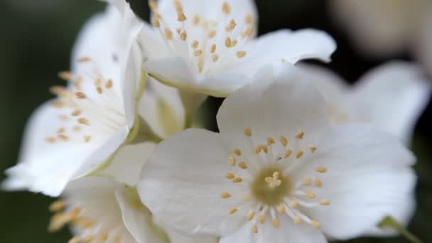 フィラデルファス コロナルン白いジャスミンの花が風に揺れます 美しい花クローズアップ — ストック動画