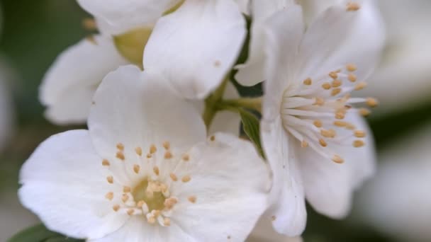 フィラデルファス コロナルン白いジャスミンの花が風に揺れます 美しい花クローズアップ — ストック動画