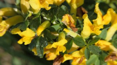 Sarı süpürge çiçekleri. Çiçek cytisus lotoides Pourr closeup.