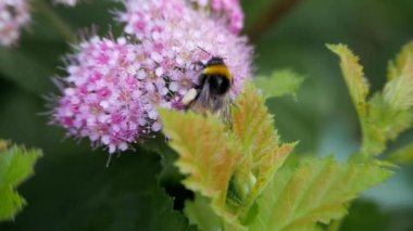 Spiraea, pembe ailenin yaprak döken süs çalıları. Bumblebee döner ve çiçek oturur, tozlaşma.