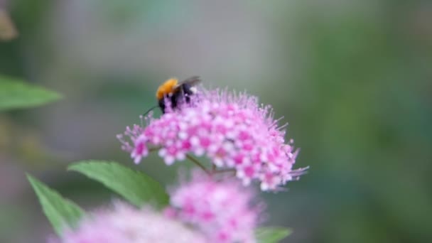 Spiraea Arbustos Ornamentais Decíduos Família Rosa Bumblebee Vira Senta Sobre — Vídeo de Stock