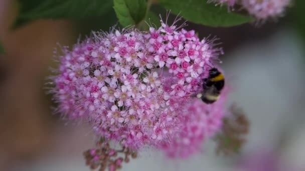 Spiraea Liściaste Krzewy Ozdobne Różowej Rodziny Bumblebee Włącza Się Siedzi — Wideo stockowe