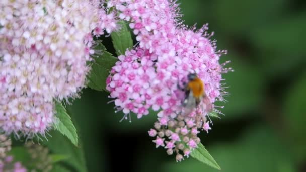 Spiraea, lövträd prydnadsbuskar av den rosa familjen. Bumblebee vänder. — Stockvideo