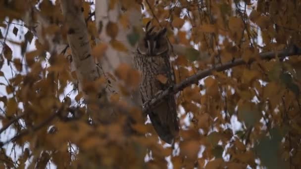 Bir baykuş bir huş ağacının dallarında oturur. Sonbahar — Stok video