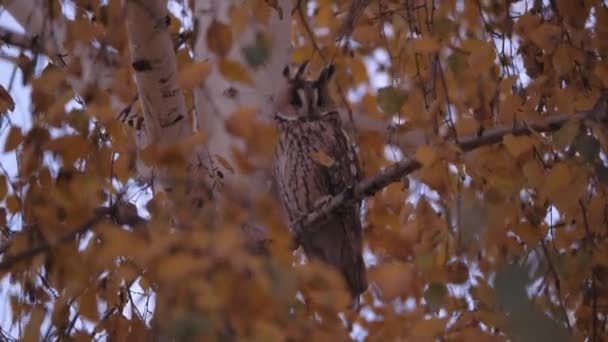 En uggla sitter på grenarna av ett björkträd. Höst — Stockvideo