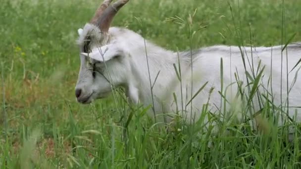 Zaanen geit. In het groene gras. Langzame beweging. — Stockvideo