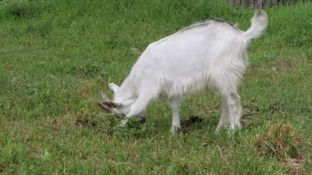 Зааненская коза. В зеленой траве. Медленное движение . — стоковое видео