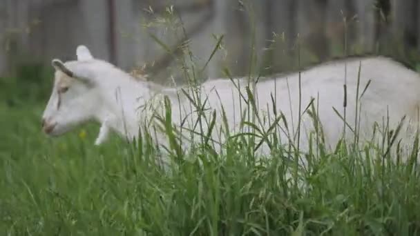 Chèvre Zaanen. Dans l'herbe verte. — Video