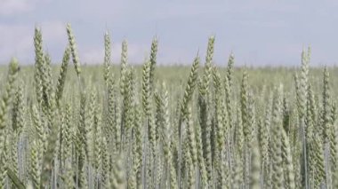 Saha. Yeşil başaklar rüzgarda sallanıyor..