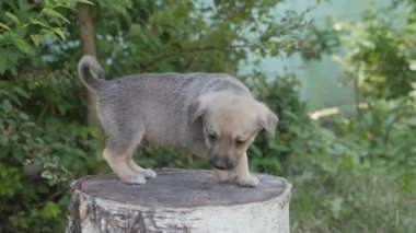 Küçük, eğlenceli bir bahçe köpeği. Yavru köpek kesilen bir ağacın kökünden atlıyor..