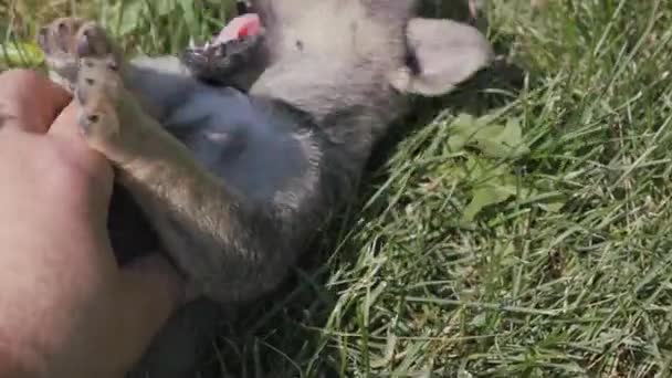 Liten lekfull gård valp. Valp tuggar fingrarna av en mans hand. — Stockvideo