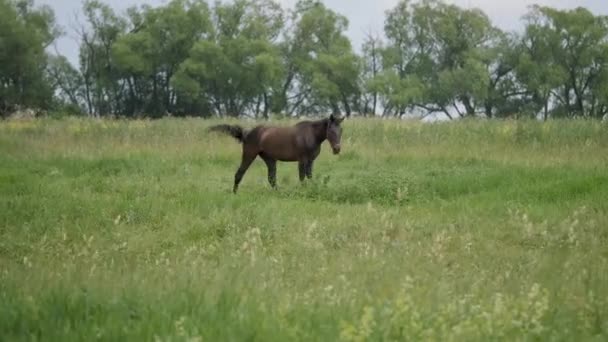 Cavalo castanho é inteiramente marrom no pasto . — Vídeo de Stock