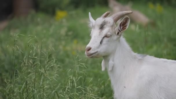 Зааненская коза. В зеленой траве . — стоковое видео