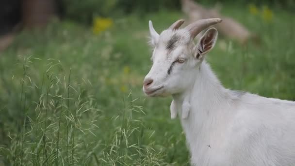 Chèvre Zaanen. Dans l'herbe verte.