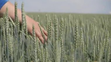 Saha. Yeşil dikenler rüzgarda sallanıyor. Ekinlerin kulaklarını okşayan bir kadın eli..