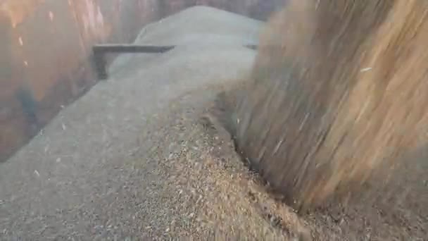 粮食作物季节性收获 在田里联合收割机 农业机械在蓝天的背景下布满了云彩 黑麦的高产田 现场的处理器 卡车拖车中的谷物填充物 — 图库视频影像