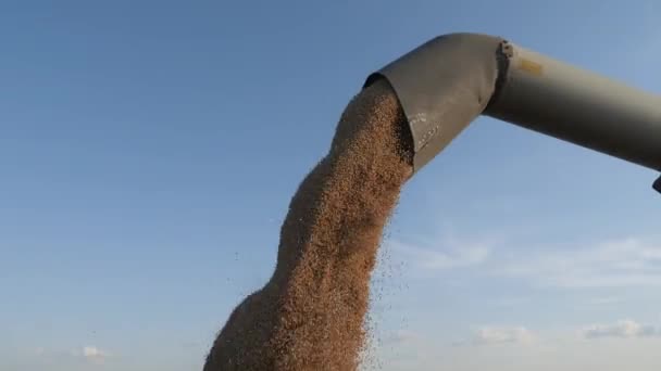 Raccolta Stagionale Cereali Combina Mietitrebbia Sul Campo Macchine Agricole Sullo — Video Stock