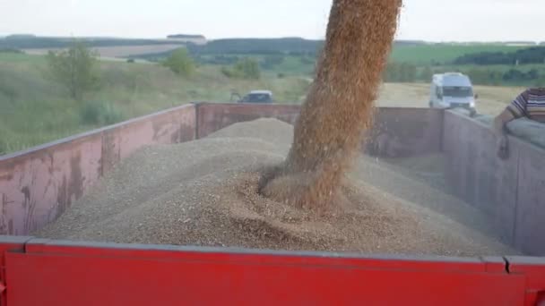 Colheita Sazonal Grãos Combine Colheitadeira Campo Máquinas Agrícolas Fundo Céu — Vídeo de Stock