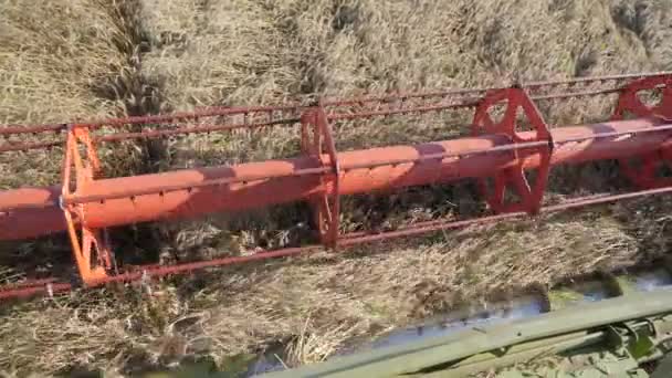 Säsongsskörd Sädesslag Kombinera Skördare Fältet Jordbruksmaskiner Bakgrunden Blå Himmel Med — Stockvideo