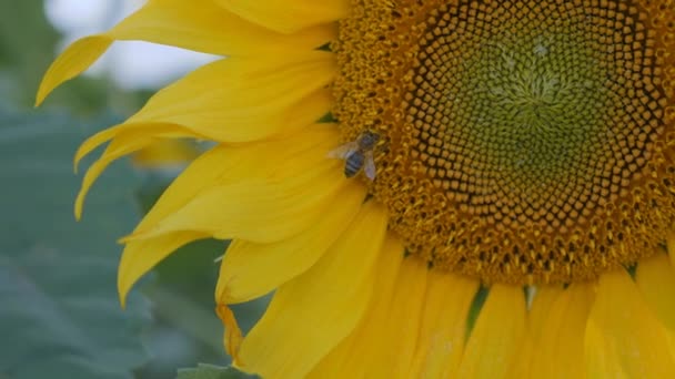 Gula Solrosor Jordbruksmark Blommande Gul Blomma Solros Vid Solnedgången Insekt — Stockvideo