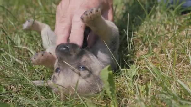 Kleine speelse tuin puppy. Puppy kauwt op de vingers van een mensenhand. — Stockvideo