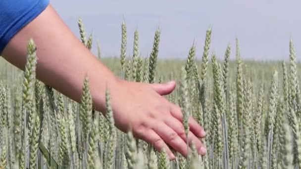 Fält. Kvinnors hand stryker öronen av säd grödor. — Stockvideo