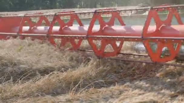 穀物の季節的な収穫。畑の収穫者を組み合わせる. — ストック動画