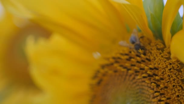 Flores amarelas de girassol. Flor amarela florescente . — Vídeo de Stock