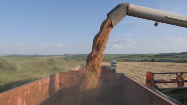 Säsongsskörd av sädesslag. Fyllning av spannmål i lastbilsvagnen efter skörd ute på fältet. — Stockvideo