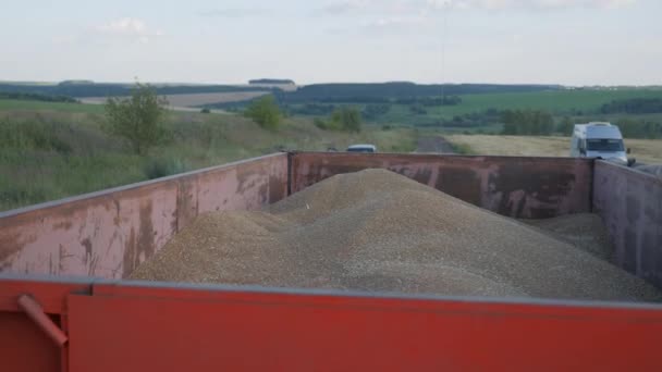 Сезонный сбор зерновых культур. Заполнение зерна в прицепе грузовика после сбора урожая в поле. — стоковое видео
