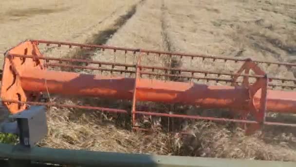 Сезонный сбор зерновых культур. Комбайновый комбайн в поле. — стоковое видео