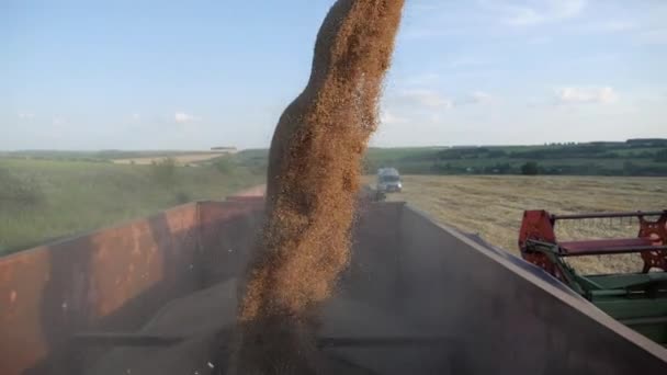 Récolte saisonnière des cultures céréalières. Remplissage du grain dans la remorque du camion après la récolte au champ. — Video