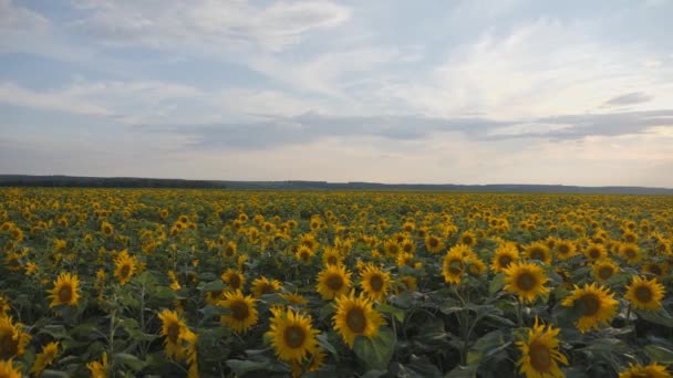 Flores amarelas de girassol. Terras agrícolas. — Vídeo de Stock