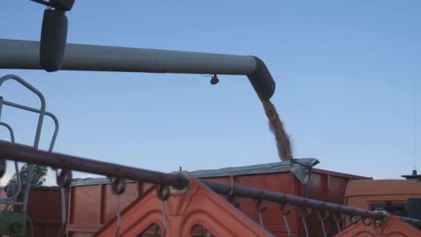 7月21日-ロシア・オリョール州・ムツンスク編集委員会。穀物の季節的な収穫。畑で収穫した後、トラックトレーラーに穀物を充填. — ストック動画