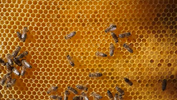 Bikoloni Arbetarbin Utgör Huvuddelen Kupan Honeycomb Närbild Bin Jobbet Kallade — Stockvideo